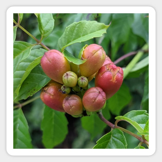 Red Buds on a Walk Photographic Image Sticker by AustaArt